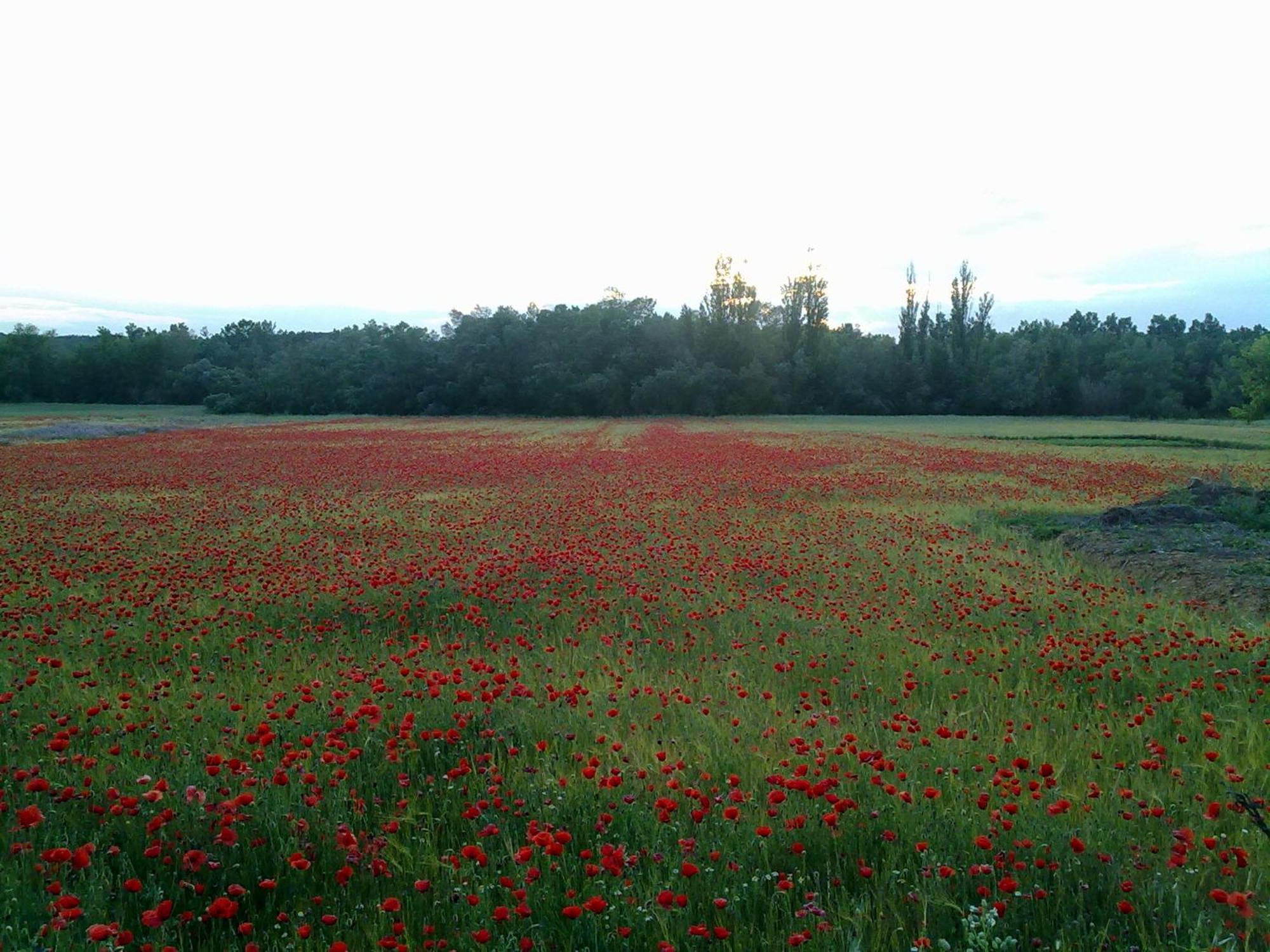 Casa Rural Las Tejas El Picazo ภายนอก รูปภาพ